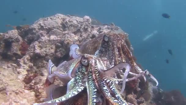 Gentle and temperamental mating dance of Pharaoh cuttlefish. — Stock Video