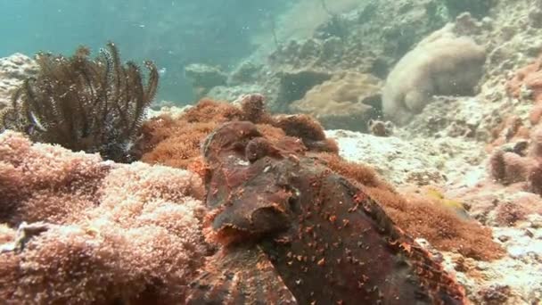 Pez escorpión acechando en el arrecife esperando a su presa . — Vídeos de Stock