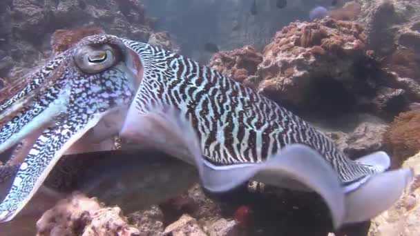 Sanfter und temperamentvoller Paarungstanz der Pharao-Tintenfische. — Stockvideo