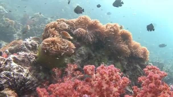 Espesores de abanicos marinos y estar con ellos en la simbiosis del pez payaso . — Vídeos de Stock