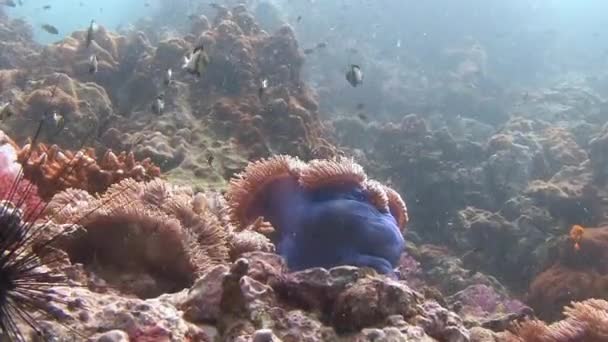 Snår av havet fläktar och vara med dem i symbios av Clownfisken. — Stockvideo