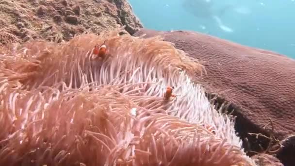 Thickets of sea fans and being with them in the symbiosis of the clown fish. — Stock Video