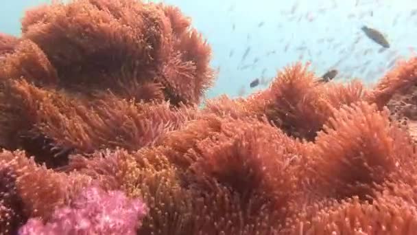 Espesores de abanicos marinos y estar con ellos en la simbiosis del pez payaso . — Vídeo de stock