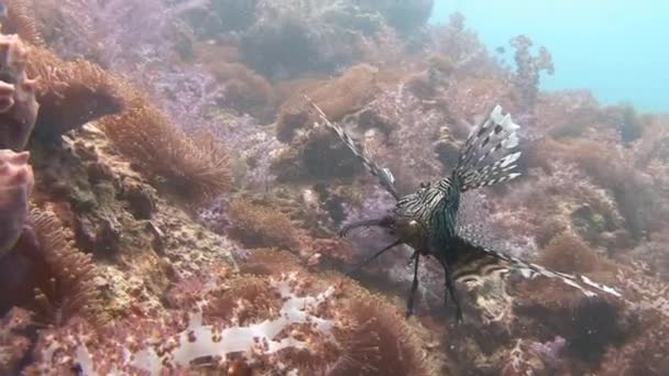 Lionfish, planant gracieusement sur un récif corallien coloré . — Video