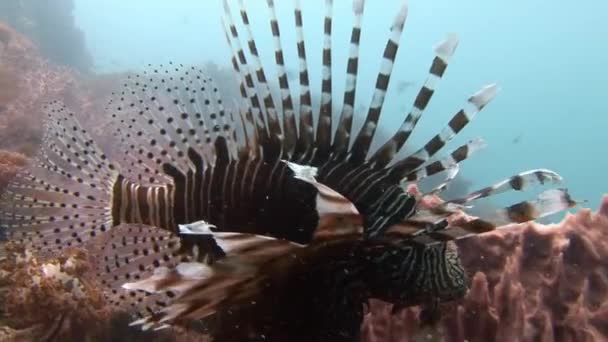 Pez león, flotando con gracia sobre un colorido arrecife de coral . — Vídeos de Stock