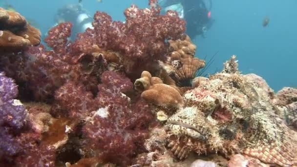 Peixes escorpiões à espreita no recife à espera de presas . — Vídeo de Stock