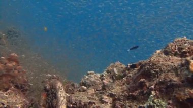 Ritmik zonklayan büyük sürüler halinde cam balık.