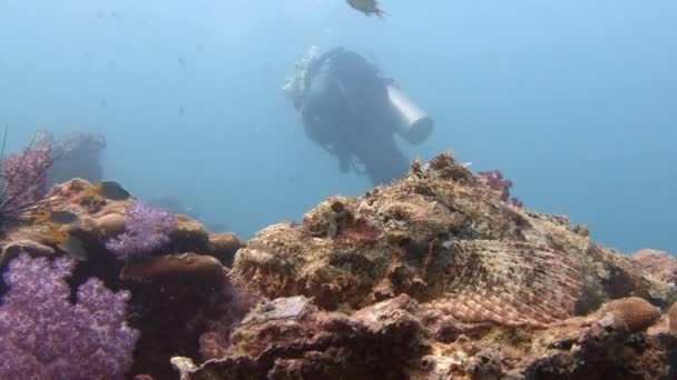 Skorpionfische lauern am Riff und warten auf Beute. — Stockvideo