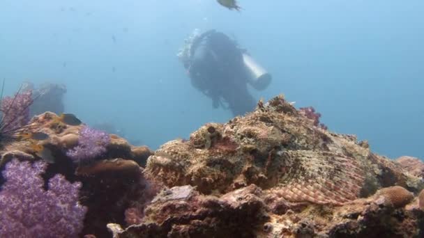 Peixes escorpiões à espreita no recife à espera de presas . — Vídeo de Stock