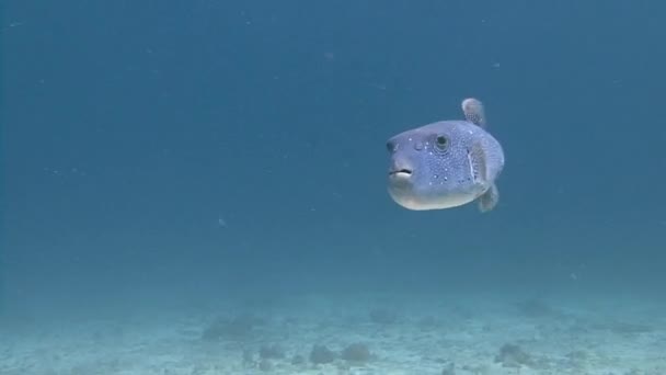 Curious arothron fish. — Stock Video