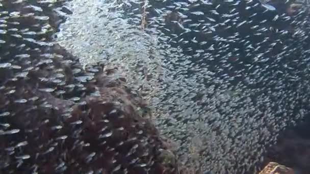 Rythmiquement palpitant d'énormes bancs de poissons en verre . — Video