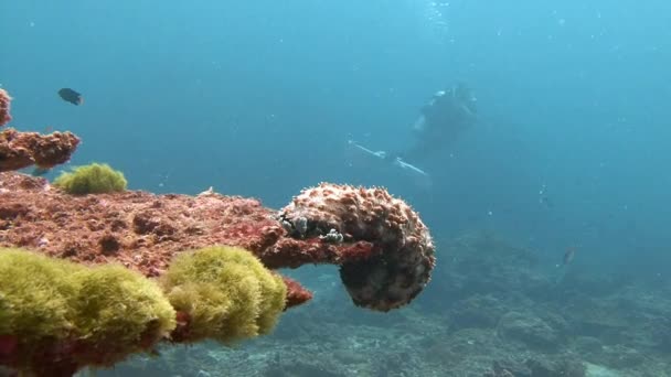 El pepino de mar arrastrándose sobre el coral . — Vídeos de Stock