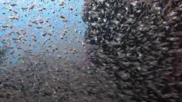 Rythmiquement palpitant d'énormes bancs de poissons en verre . — Video