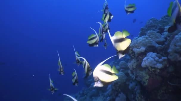 Ένα κοπάδι από bannerfish. — Αρχείο Βίντεο