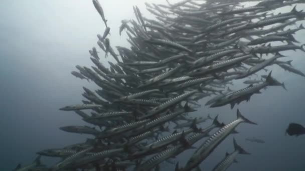 巨大的一群大梭鱼. — 图库视频影像
