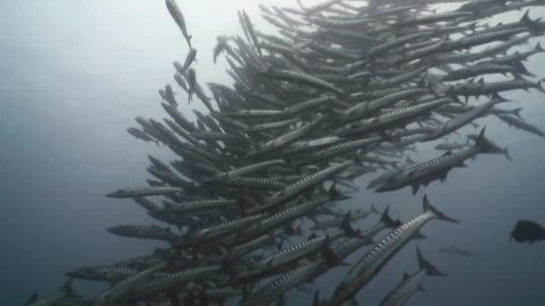 Una gran bandada de grandes barracudas . — Vídeos de Stock