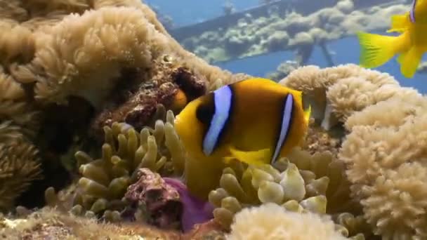 Thickets of sea fans and being with them in the symbiosis of clown fish and dascyllus trimaculatus. — Stock Video