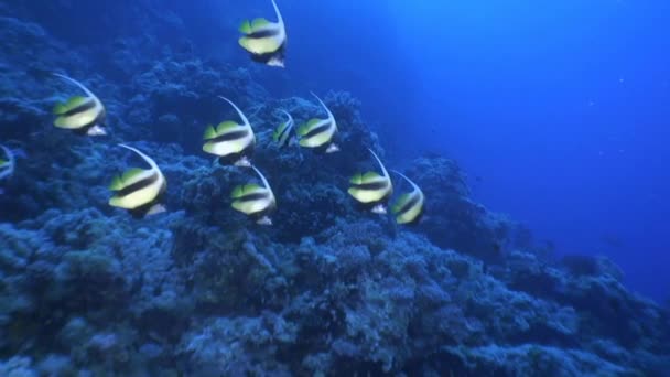 En flock av bannerfish. — Stockvideo