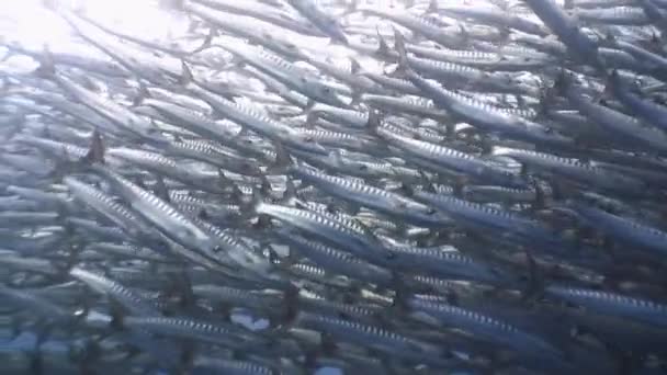 A huge flock of big barracudas. — Stock Video