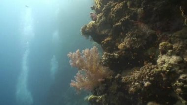 Doğal yumuşak mercanlar.