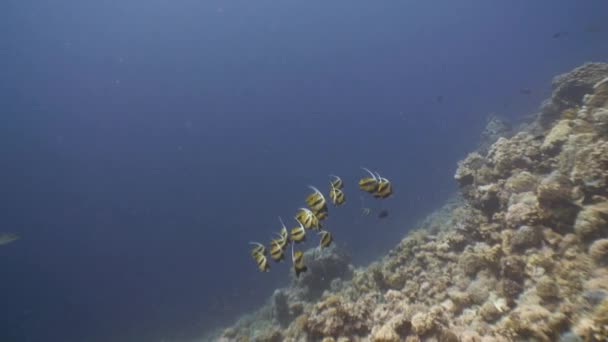 Een kudde van bannerfish. — Stockvideo