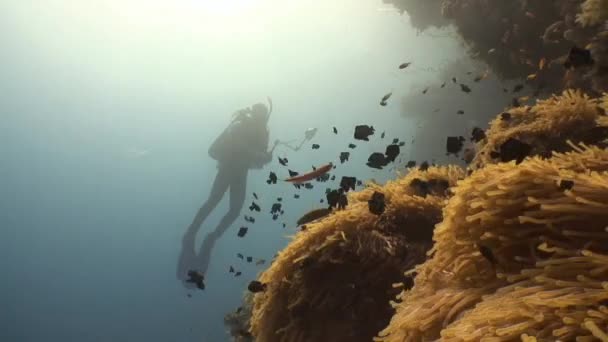 Bilhetes de fãs do mar e estar com eles na simbiose de peixes palhaço e dascyllus trimaculatus . — Vídeo de Stock