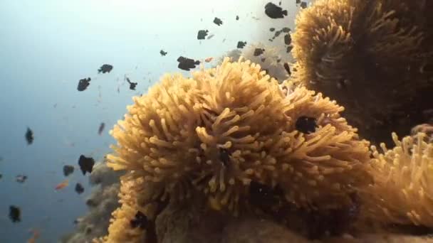 Snår av havet fläktar och vara med dem i symbios av clown fisk och dascyllus trimaculatus. — Stockvideo