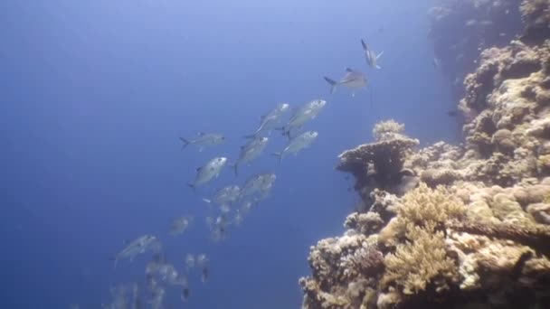 O turmă de pește Jack pește . — Videoclip de stoc