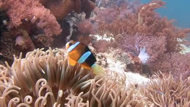 Szimbiózis, bohóc-halak és korallok. — Stock videók