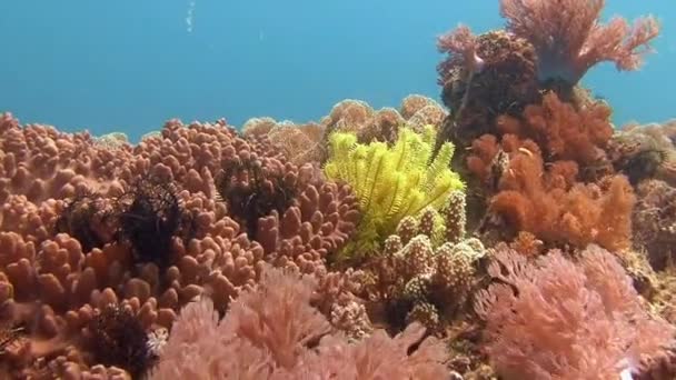 Picturesque colorful coral reef. — Stock Video