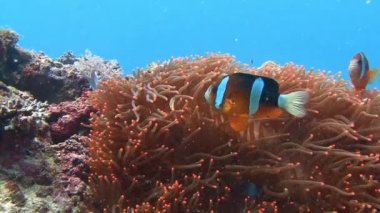 Palyaço balık ve anemon sembiyoz.