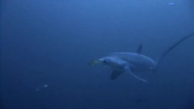 40 metre derinlikte nadir ve dikkatli Thresher köpekbalığı ile büyük dalış.