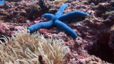 Palyaço balık ve anemon sembiyoz.