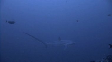 40 metre derinlikte nadir ve dikkatli Thresher köpekbalığı ile büyük dalış.