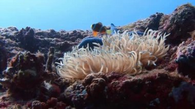 Palyaço balık ve anemon sembiyoz.