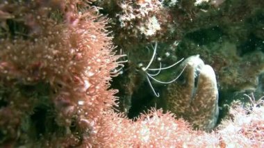 Deniz karides huzurlu bir Moray el balığı ile bir delik alır.