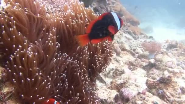 Simbiosis de peces payaso y anémonas . — Vídeos de Stock