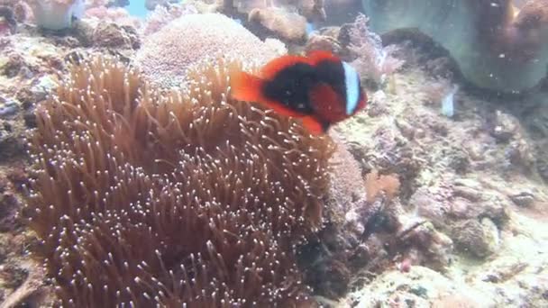 Symbiose van clown vis en anemonen. — Stockvideo