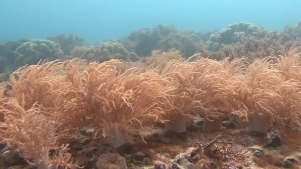 Recife de coral colorido pitoresco . — Vídeo de Stock