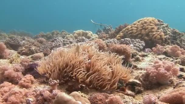 Simbioza peștilor clovn și anemonelor . — Videoclip de stoc