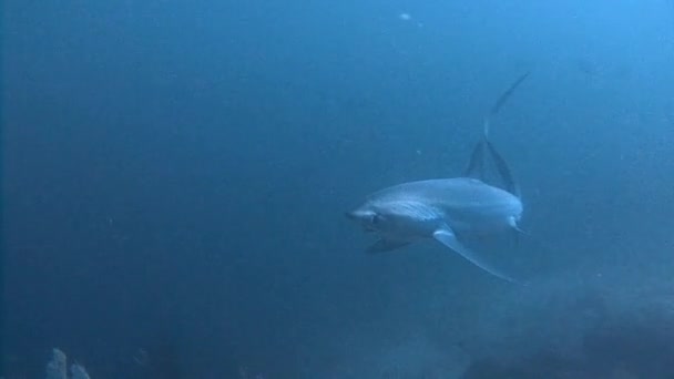 Grande plongée avec le requin Thresher rare et prudent à une profondeur de 40 mètres . — Video