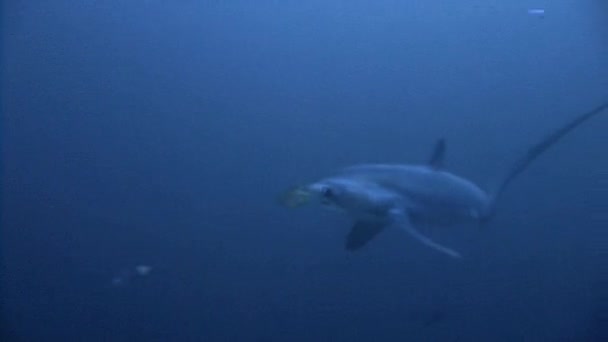 Großer Tauchgang mit dem seltenen und vorsichtigen Drescherhai in 40 Metern Tiefe. — Stockvideo