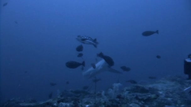 Geweldige duik met de zeldzame en voorzichtige Thresher Shark op een diepte van 40 meter. — Stockvideo