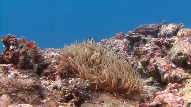 Simbiosi di pesci pagliaccio e anemoni . — Video Stock