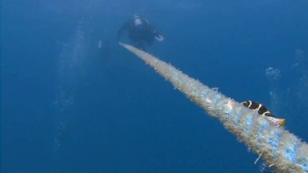 Los peces tropicales Paraluteres prionurus acompañan a los buceadores después de una inmersión . — Vídeo de stock