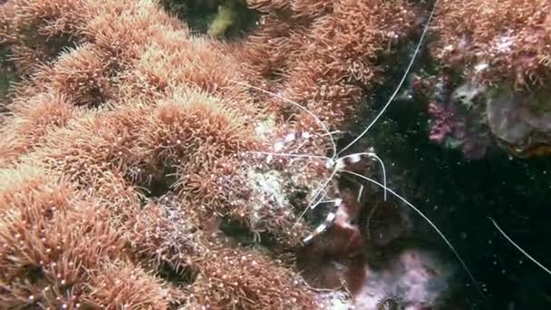 Marine krewetki są spokojne dostaje w otwór z węgorza Moray. — Wideo stockowe