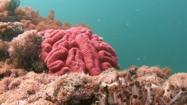 Picturesque colorful coral reef. — Stock Video