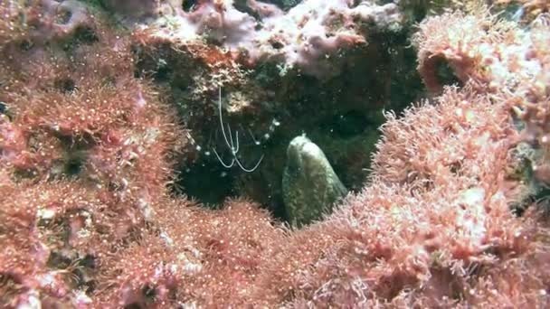 Deniz karides huzurlu bir Moray el balığı ile bir delik alır. — Stok video