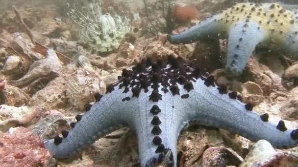 Les récifs locaux regorgent de diverses espèces d'étoiles de mer . — Video