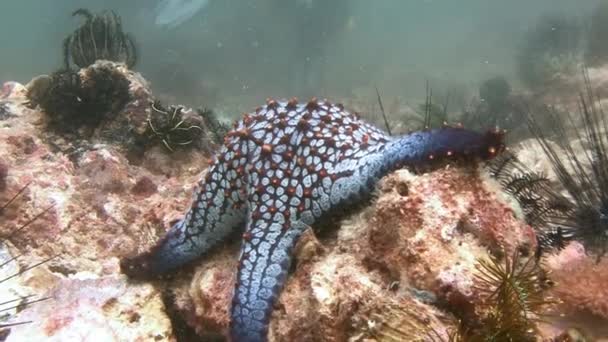 Le scogliere locali abbondano di varie specie di stelle marine . — Video Stock